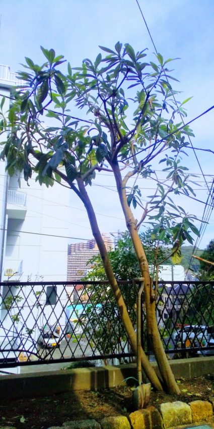 横須賀市にて植木（ビワ）剪定と芝刈り