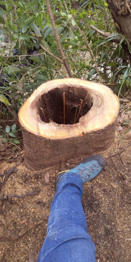 三浦市にてタブノキ伐採と剪定(枝下ろし)「木の空洞にはご注意」