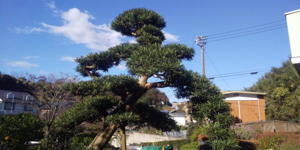 横須賀市にて庭年間管理「冬季に向けて」