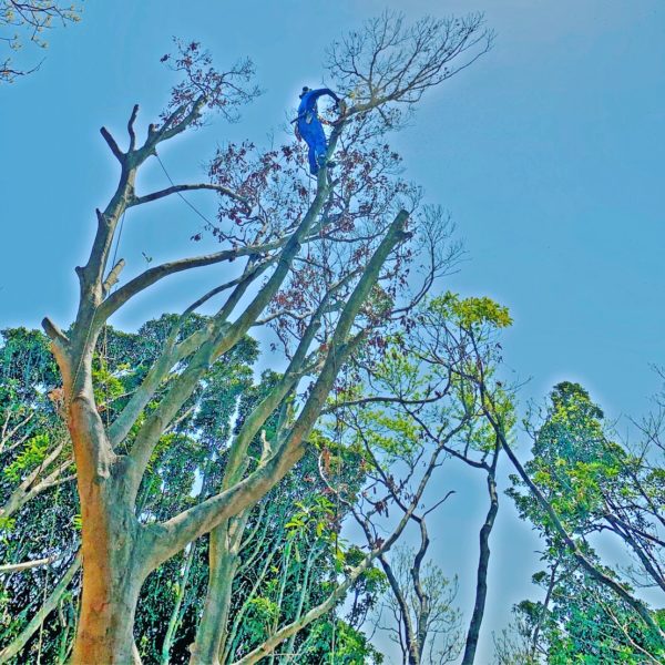 横須賀市にて公園のマテバシイ伐採「かなり慎重に注意しての作業でした」